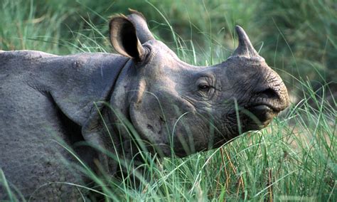 Greater_One_Horned_Rhino_8.6.2012_Whytheymatter_HI_203197.jpg | Photos ...