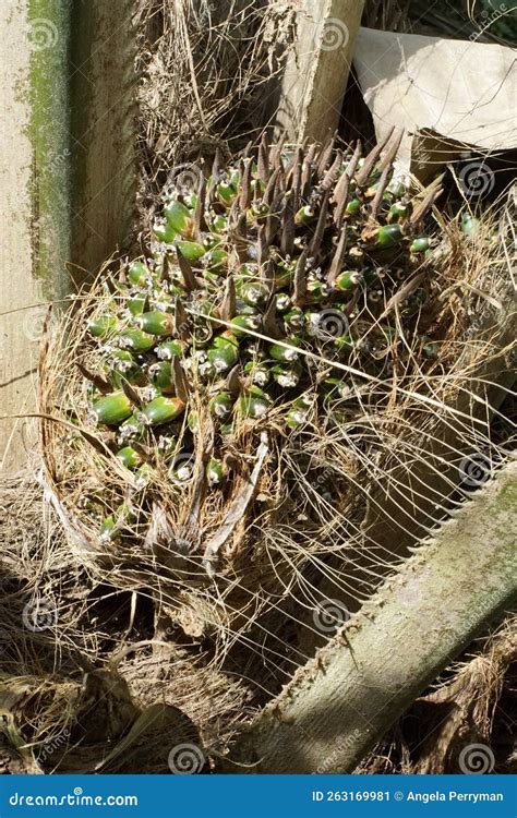 Palm oil seeds in a tree stock image. Image of ecuador - 263169981