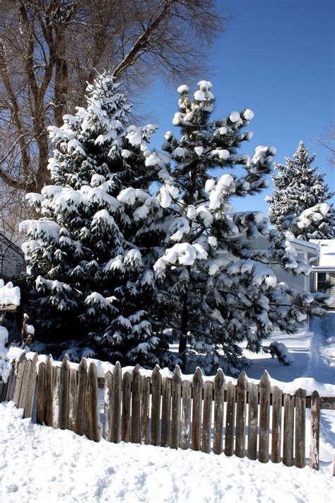 Snowy Pine Trees with Fence Picture | Free Photograph | Photos Public Domain