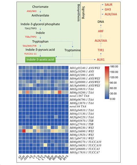 | Indole-3-acetic acid biosynthesis and auxin signaling in mango. The ...