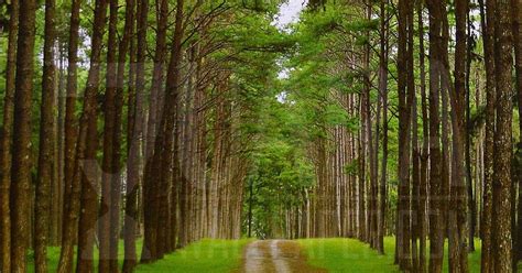 Wallpaper Hutan Pinus / Hutan Pinus Mangunan Tempat Wisata Baru Di Jogja Yang Menjadi Spot Foto ...