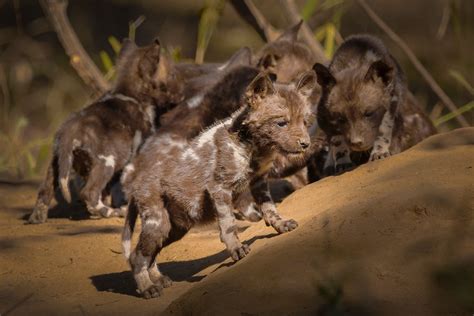 African Painted Dog Puppies : African Wild Dog Facts Animal Facts Encyclopedia / Threats such as ...