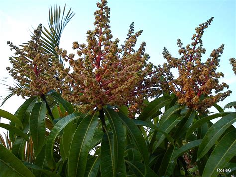 St Lucia Island, Mango Tree, Bloom, Backyard, Garden, Plants, Sun, Patio, Garten