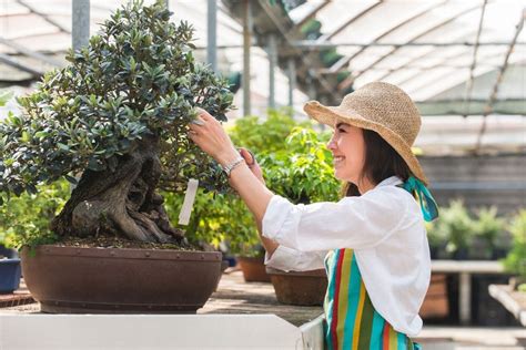 Bonsai Tree Care and Maintenance: A Beginner’s Guide | Florgeous