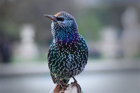 Free stock photo of colourful bird, colourful feathers, feathers