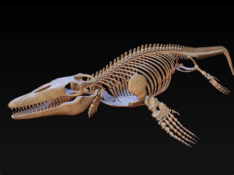 3d mosasaurus skeleton model