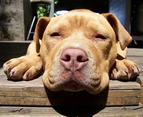 Red Nose Pitbull Facts - 30 Things You Never Knew About Them