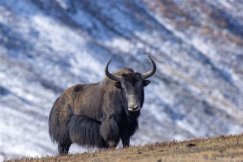 Chungba Sherpa captures photos of rare wild yaks in Lapcha-La, Humla - Nepal Minute :: Nepal ...