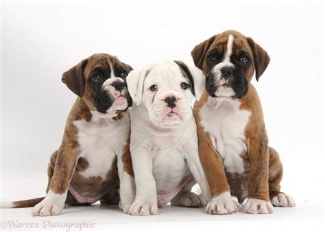 Boxer Puppies Desktop Wallpapers - WallpaperSafari