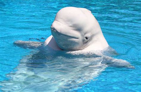 Facts About Beluga Whales | Live Science