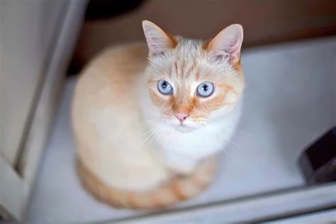 Flame Point Siamese Cat: Info, Facts, Traits, Pictures & FAQs