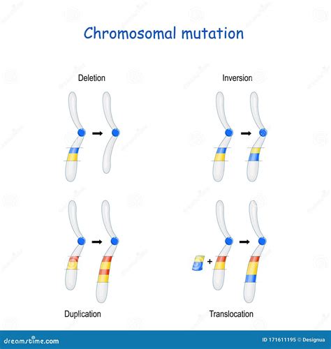 Chromosomal Mutation: Inversion, Duplication, Translocation, Deletion ...