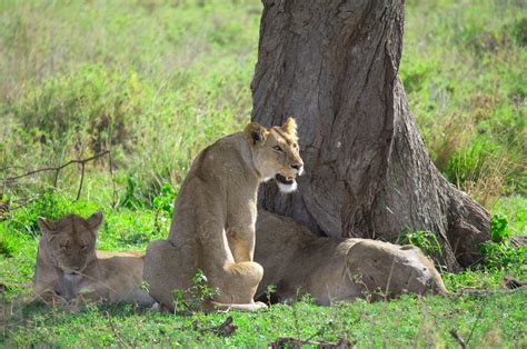 5 days Tanzania wildlife Safaris – Wildlife safaris | Kilimanajro ...