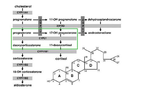 Pinata of Pathology: Cortisol Synthesis