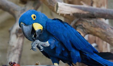 Blue Macaw – also known as the Hyacinth Macaw