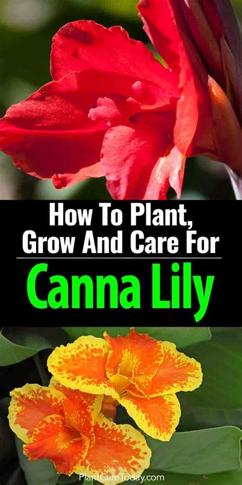 Canna Plant Care: How To Grow Canna Lilies | Lily plants, Canna lily care, Canna lily landscaping