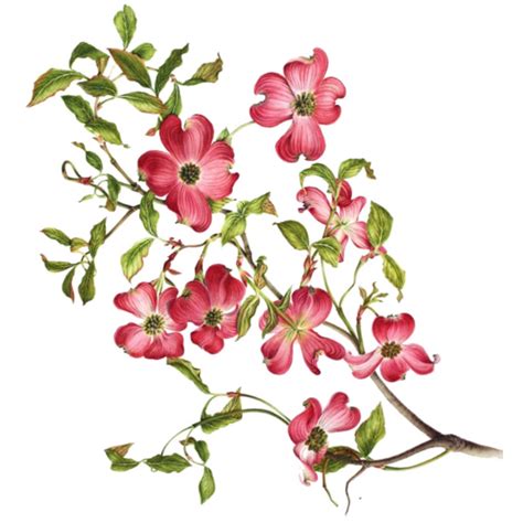 Free Flower Branches Cliparts, Download Free Flower Branches Cliparts png images, Free ClipArts ...