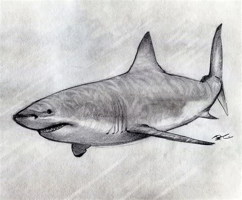 Shark Pencil Drawing at PaintingValley.com | Explore collection of Shark Pencil Drawing