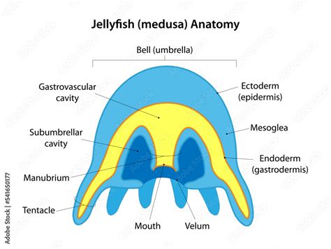 Jellyfish (medusa) anatomy. Medusa is the typical form of the jellyfish ...