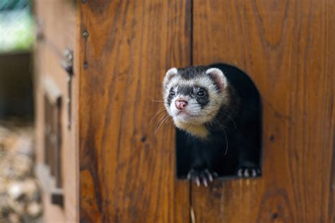 What Kind of Habitat Should You Have For Your Ferret | HealthyPets Blog