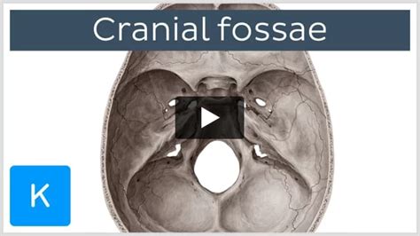 Foramen cecum: Anatomy and function | Kenhub