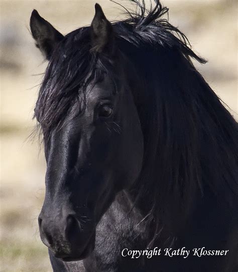 Black Stallion Midnight - Wild Black Horse