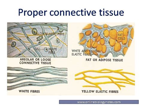 Proper connective tissue: Areolar, Adipose, Reticular, white fibrous ...