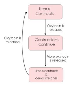 O is for Oxytocin | ABC Blog Series | Blissful Birthing