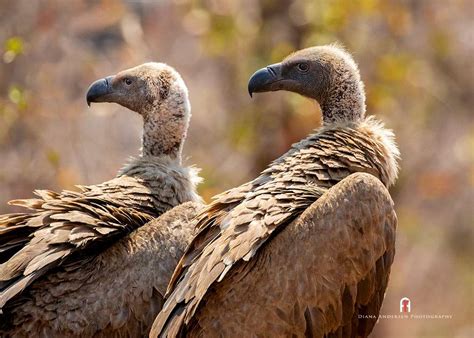 Vulture Conservation in Africa - African Vulture Species - Wild Animal ...