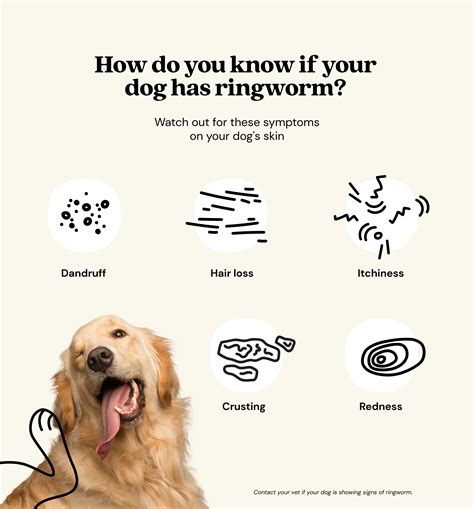 How Long to Quarantine a Dog with Ringworm? Vital Guidelines - Paws Puppy