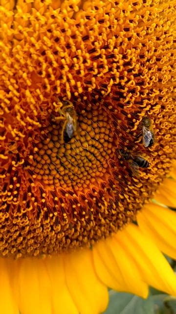 Sunflower Bee Honey Free Stock Video - Pixabay