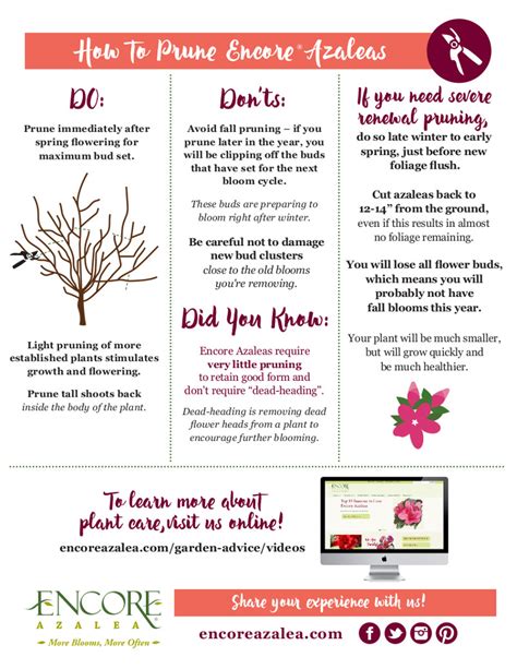 Pruning Azaleas | Plant Addicts