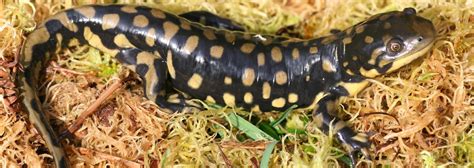 Tiger Salamander Habitat