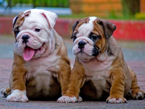 Cute Puppy Dogs: cute english bulldog puppies