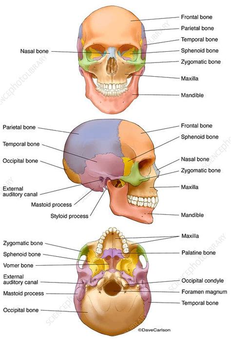 Skull Labeled - Abel-has-Kennedy