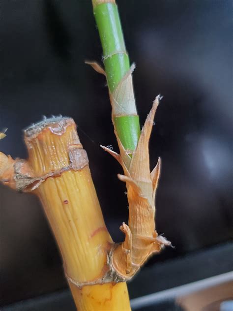 Please help with my lucky bamboo, propagation only solution? Is there still time? : plants