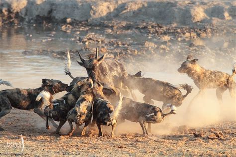 Wild dogs hunting | Timbuktu Travel