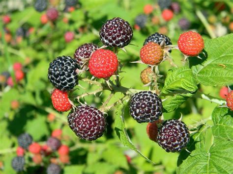 Raspberry Types: How to pick the perfect plant - The Old Walsh Farm