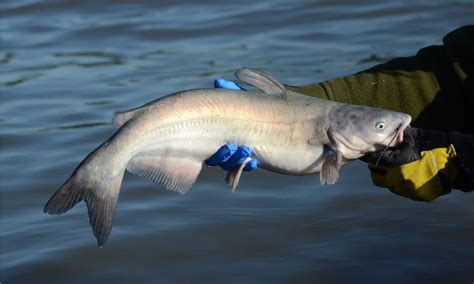 Giant Mississippi River Catfish Shatters Previous Record Catch - A-Z Animals