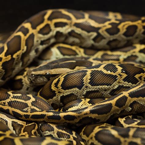 Tell Me About: Burmese Pythons – Thompson Earth Systems Institute