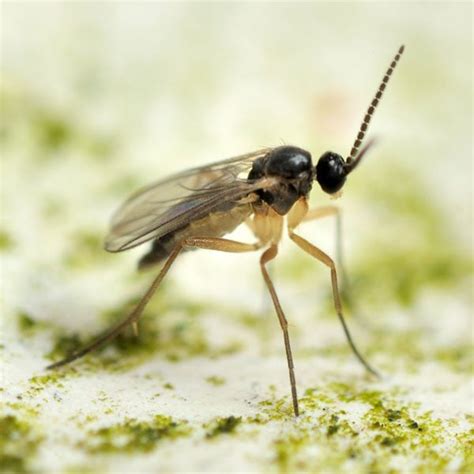 How to Get Rid of Fungus Gnats Effectively (Complete Guide)