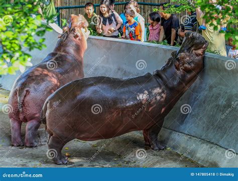 Tourists Feeding Hippo in the Zoo. People and Animals in the City Editorial Stock Photo - Image ...