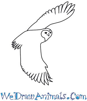 Simple Snowy Owl Drawing