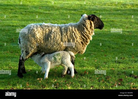 Ewe with Lamb Stock Photo - Alamy