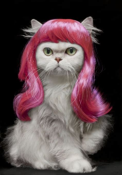 25 Funny Cats In Wigs That Will Make You Laugh - Bouncy Mustard