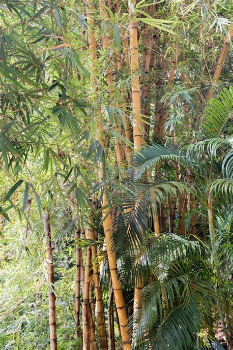 Bamboo Plant In The Victoria Peak Of Hong Kong Stock Photo - Image of gardener, background ...