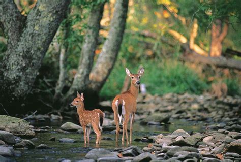 Fallow deer | Habitat, Diet & Adaptations | Britannica