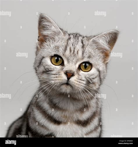 Young silver tabby cat Stock Photo: 65382151 - Alamy