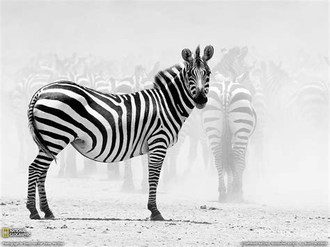 Black and white zebra HD wallpaper | Pxfuel