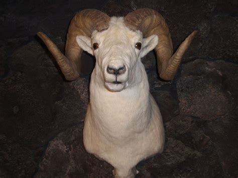 Dall sheep – extra heavy horns, over full curl, beautiful thick hair